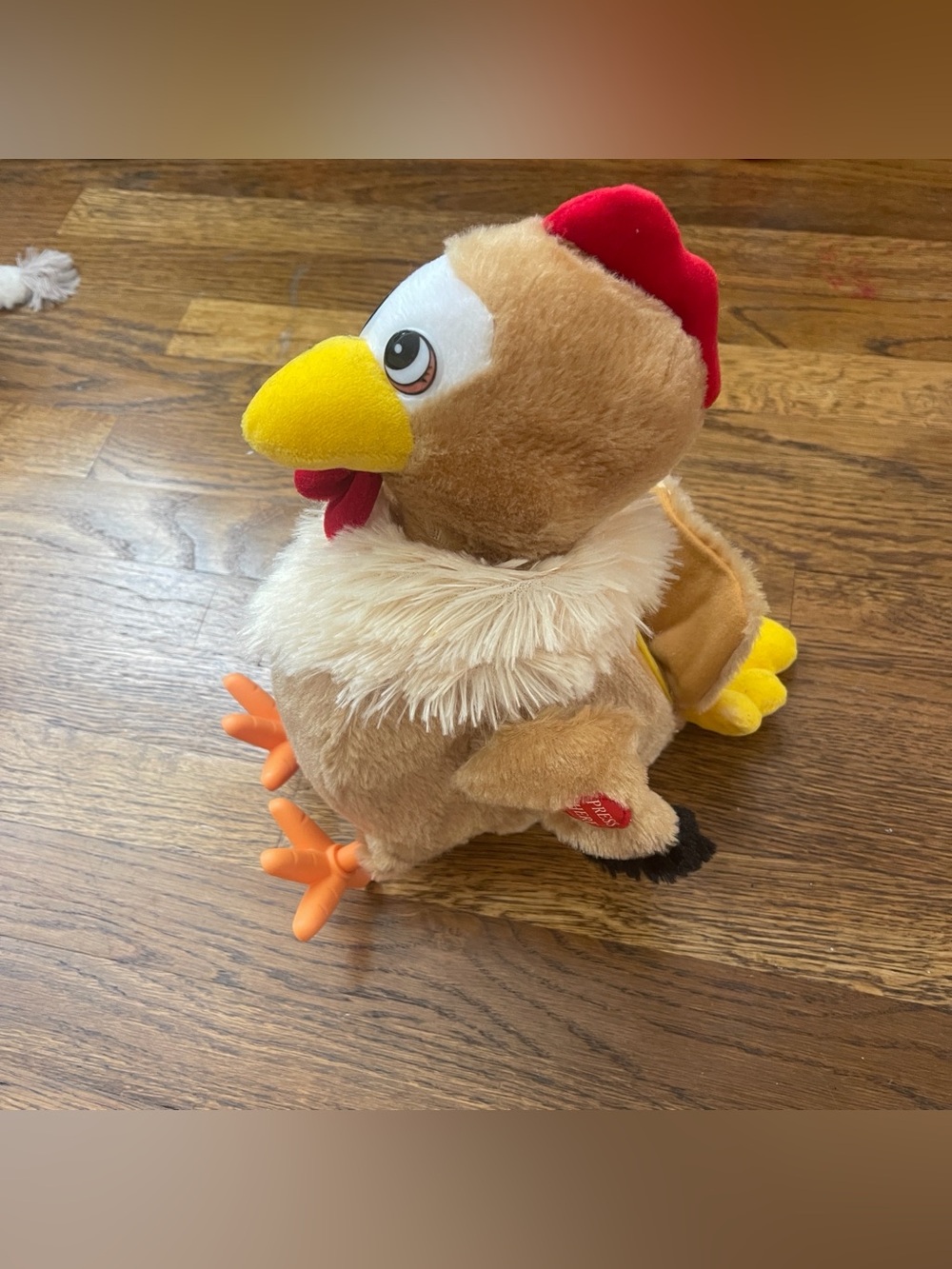Egg laying hen - Brown, Yellow, Red Accents